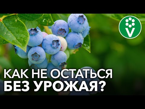 Видео: Лечение ожога стебля черники: как распознать симптомы ожога стебля черники