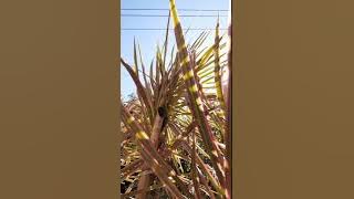 Isun biso ngangen mergo welas - STORY WA (CINDY COVER) NGANGEN