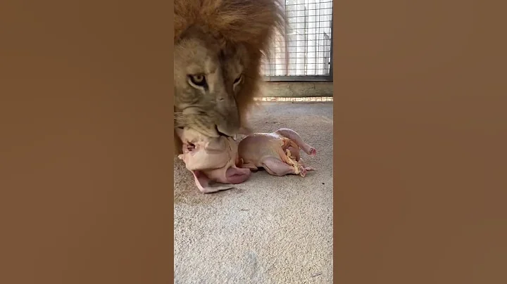 Big Lion Likes Chicken  | Nouman Hassan - DayDayNews