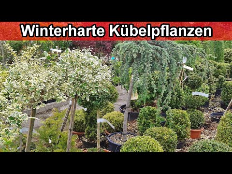 Video: Pflegeleichte Terrassenpflanzen – wartungsarme Pflanzen für Decks oder Terrassen