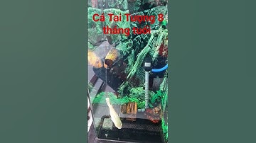 Cá Tai Tượng Châu Phi Oscar Fish 8 Tháng Tuổi Siêu Khỏe