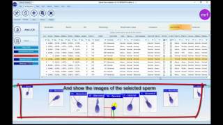 SCA Tutorial - Customize the spermatozoa details window