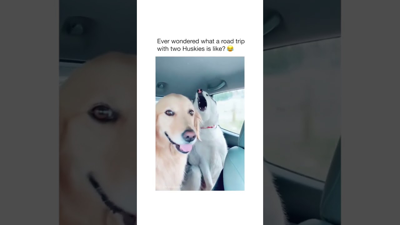 What A road Trip With Two Huskies Is Like🤗🐡