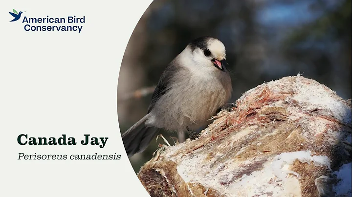 Canada Jay: Whiskyjack