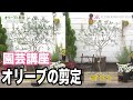 【園芸講座】オリーブの剪定 テレビ 「楽しい花辞典」放映中 FLOWER-INN OOTSUKI