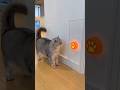 The Cat Pressed the Sensor... But HUSKY Head Jumped Out!