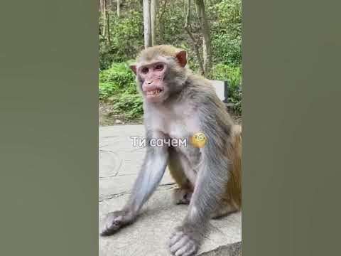 Глупи рапик съел чоко-пай #monkey #бибизяны #обезьяна #прикол #топ #пон ...