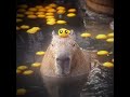 Ok i pull up capybara