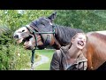 Cutest And funniest horse Videos Compilation cute moment of the horses - Horse world #4