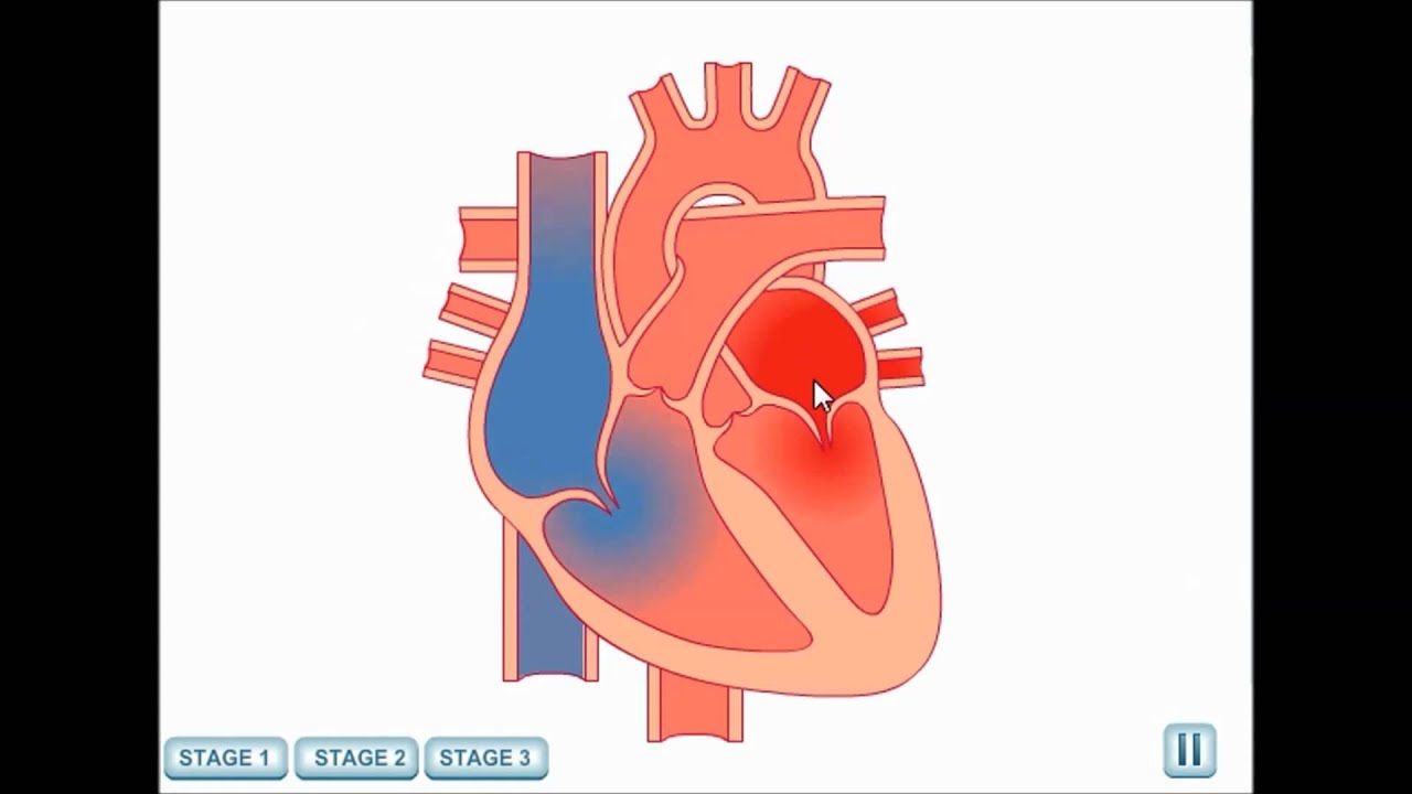 The Circulatory System - YouTube