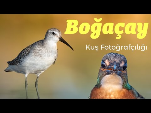 Video: Kuşlar Nasıl Fotoğraflanır