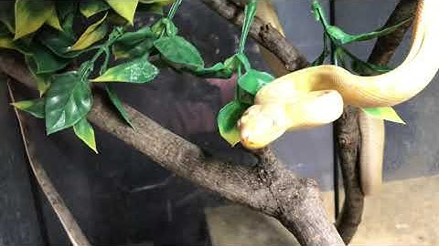 Darwin Albino Carpet Python playing with the water