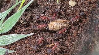 Flo's Ectatomma opaciventre 