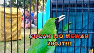Download Lagu Cucak Ijo Tembakan Tengkek mewah Download Lagu Cucak Ijo Tembakan Tengkek mewah
