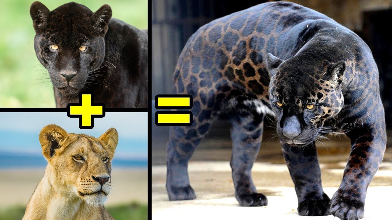 Les Animaux Hybrides Dont Vous Ignoriez l’Existence