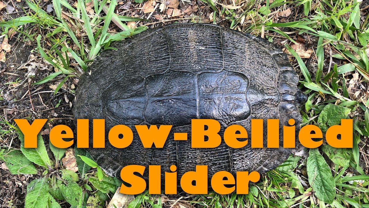 Yellow-Bellied Slider Turtle