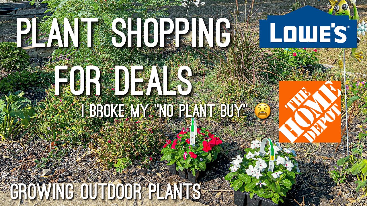 Insane good deals at lowes & walmart! Plant Shopping, Plant Haul, & Garden Chores 🥵🪴☀️ YouTube