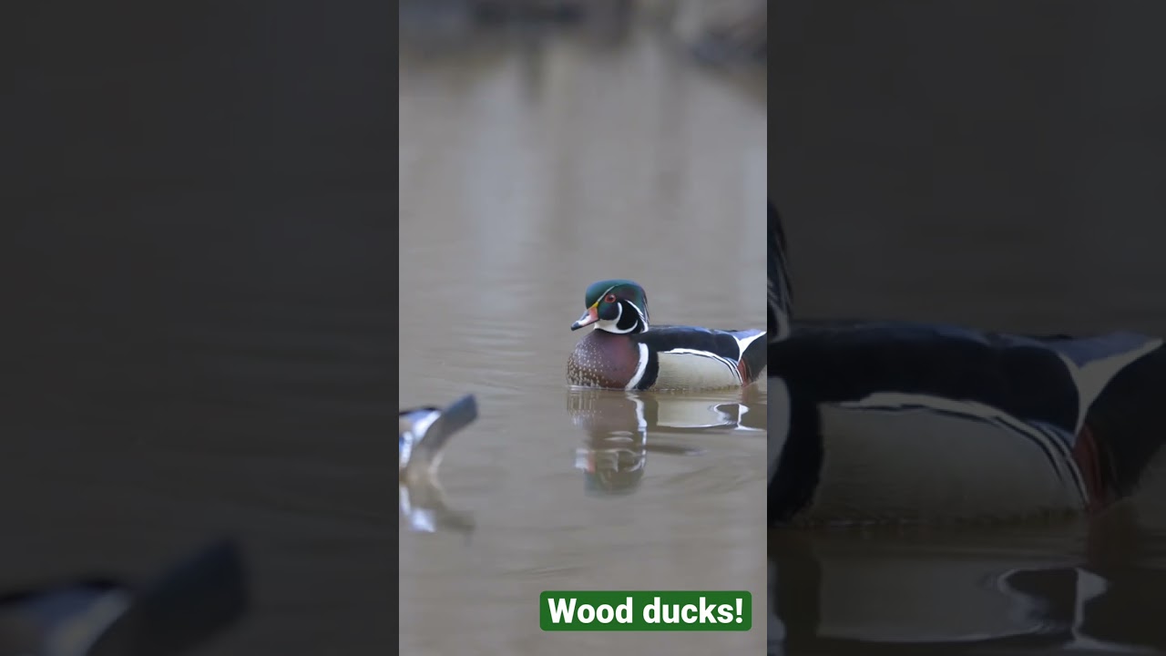Wood ducks on the water!