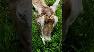 Baby Goats Having TOO Much Fun!!!