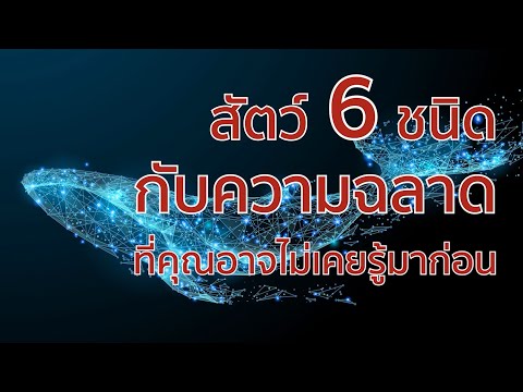 วีดีโอ: สัตว์มีความฉลาดหรือไม่?