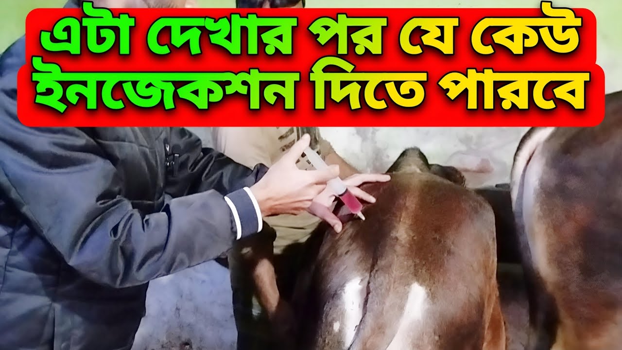 নিজেই গরুর ইনজেকশন দেওয়ার নিয়ম।গরু মোটাতাজা করার জন্য  যা যা ইনজেকশন দেওয়া হয়।