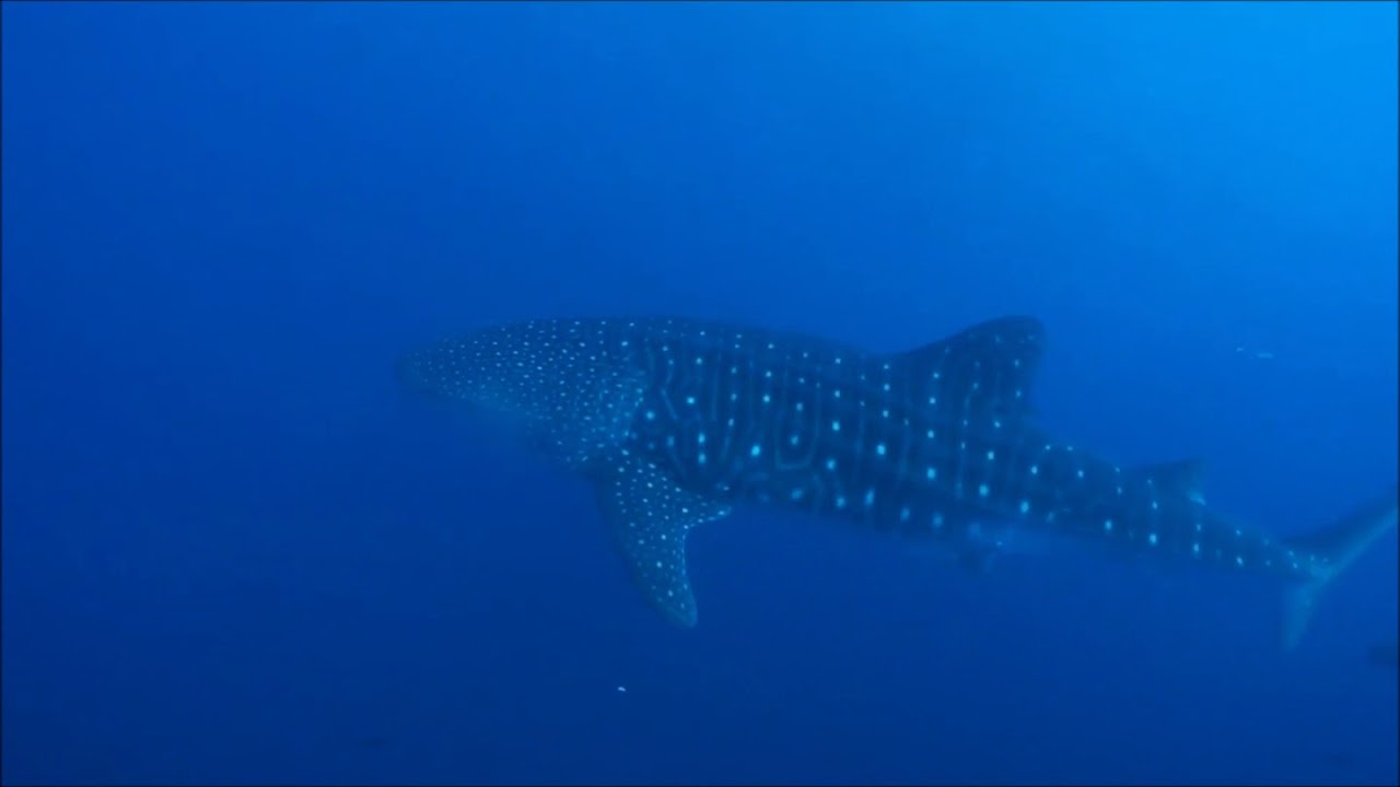 Thailand Aggressor | Fly and Sea Dive Adventures