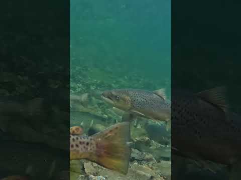🎣 Чем питается сибирский таймень #ямал #крайнийсевер #янао #рыбалка