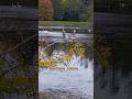 Animal life in state [Hessen] #naturevibes #hessen #november