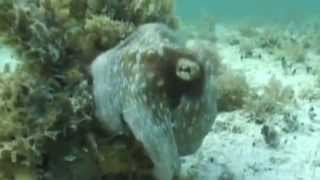 Pascal Serjacobs - See Sea