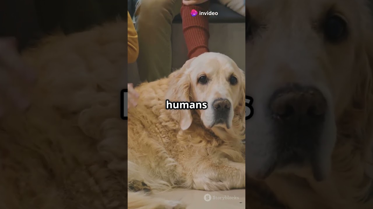 Floppy Ears: Behavior Connection?