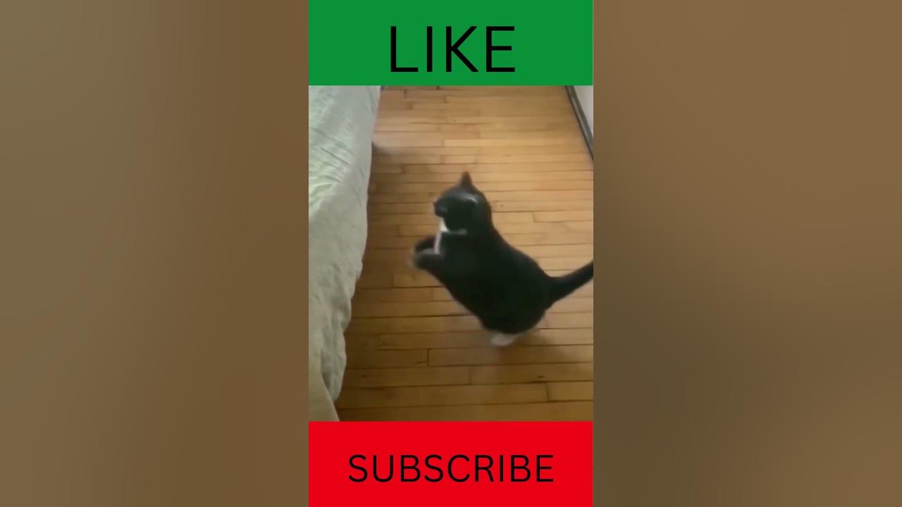 fat cat struggle to jump on bedanimalshorts pet cat YouTube