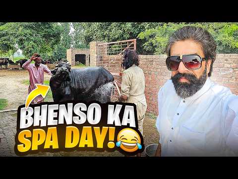 Bhenso Ka Spa Day 😂😍 | Farm Life | Faisal Lali Vlogs