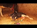 Mother cow licking her newborn calf after birth in a farm barn. A powerful scene of maternal bonding
