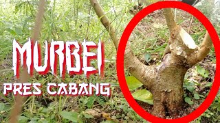 Bahan Bonsai Buah Murbei Berbatang Bogel