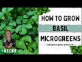 How to Grow Basil Microgreens - Full Walk-through with TIPS & TRICKS + Recipes!