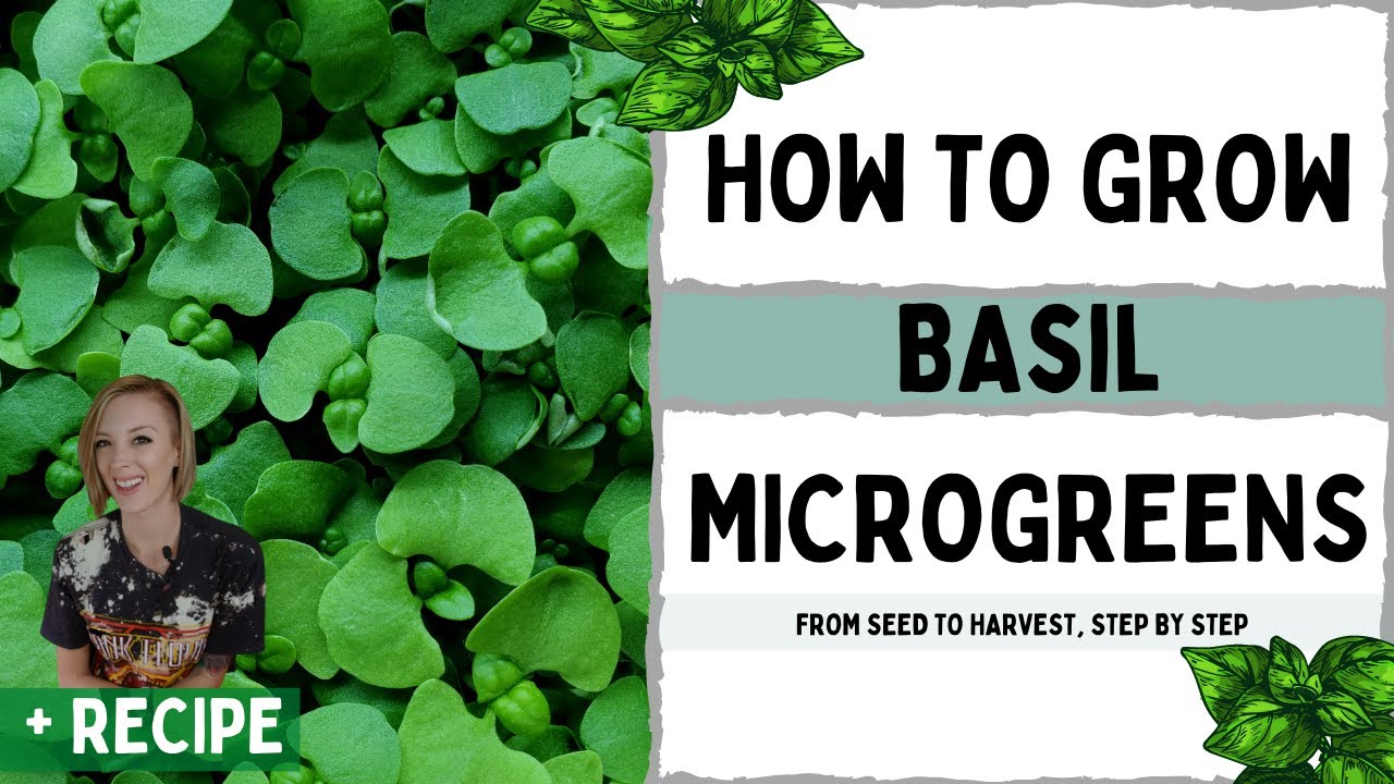 How to Grow Basil Microgreens – Full Walk-through with TIPS & TRICKS + Recipes!