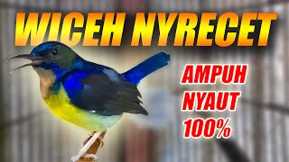 Kolibri Kelapa Manggar Jantan Gacor  Tembakan Masteran  Pancingan Suara Korlap Wiceh Agar Bunyi