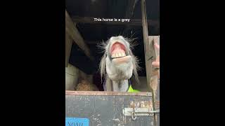 Let’s confuse the non equestrians