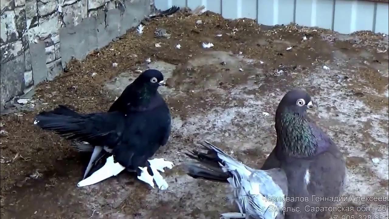 Голуби ейские двухчубые статные