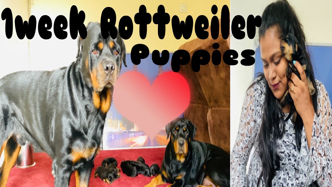 ROTTWEILER PUPPIES | 1week old pupp | Rottweiler family ️| #dogpuppies ...