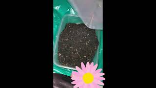 Step To Grow A Chillies