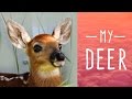 My deer