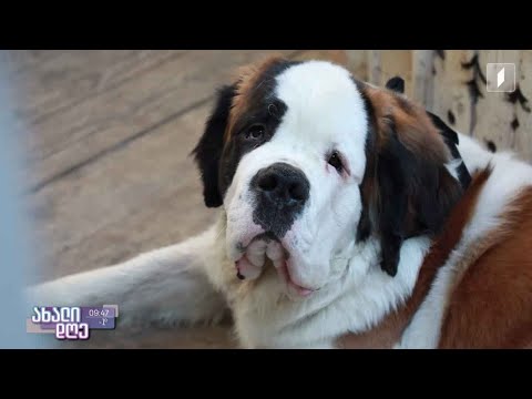 რიჩარდი - ერთი წლის სენბერნარი რუბრიკაში „აკის პარკი“