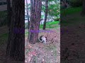 #cat #cute %# 돌봐주던 양이의 새끼가 성묘되어 삼색 아가양이 엄마가 되었네요. 삼대를 쫒아다니면서 잘 돌봐주었더랍니다.