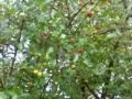 ÃRBOL CEREZA DE BARBADOS - VALDEMIR MOTA DE MENEZES