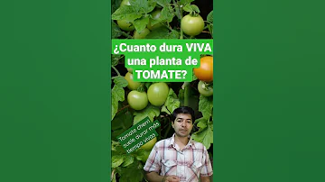 ¿Se puede mantener una tomatera en crecimiento todo el año?