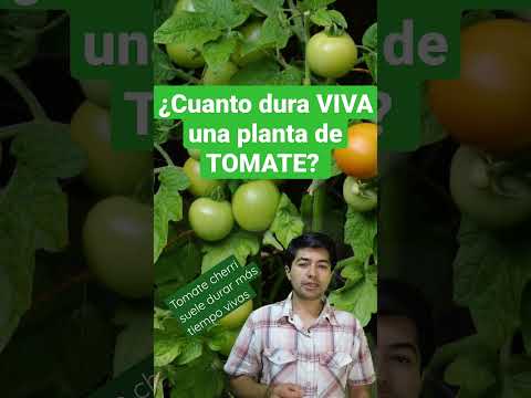 Video: Variedad de repollo rojo Omero: cómo cultivar una planta de repollo Omero