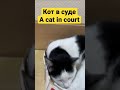 Кот в суде. A cat in court.