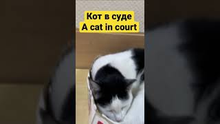 Кот в суде. A cat in court.