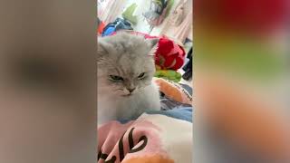 Angry Cat Eating Original Meme Template Angry Cat Eating Original Meme Template